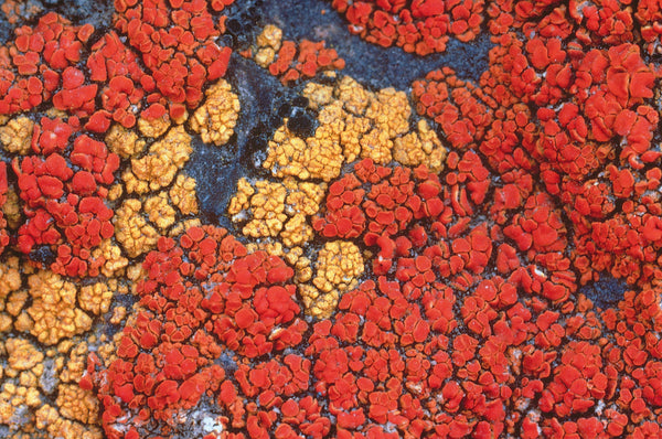 Vitamin D3 (Wild-Harvested Lichen)