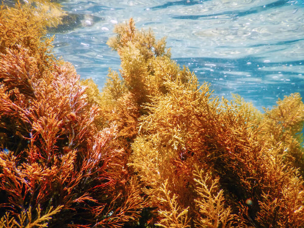 Sea Moss Extract (Whole Plant)