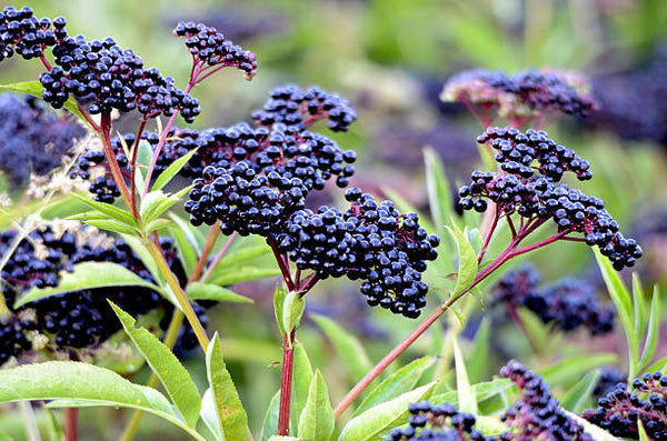 Vitamin C (Organic Elderberry Extract)